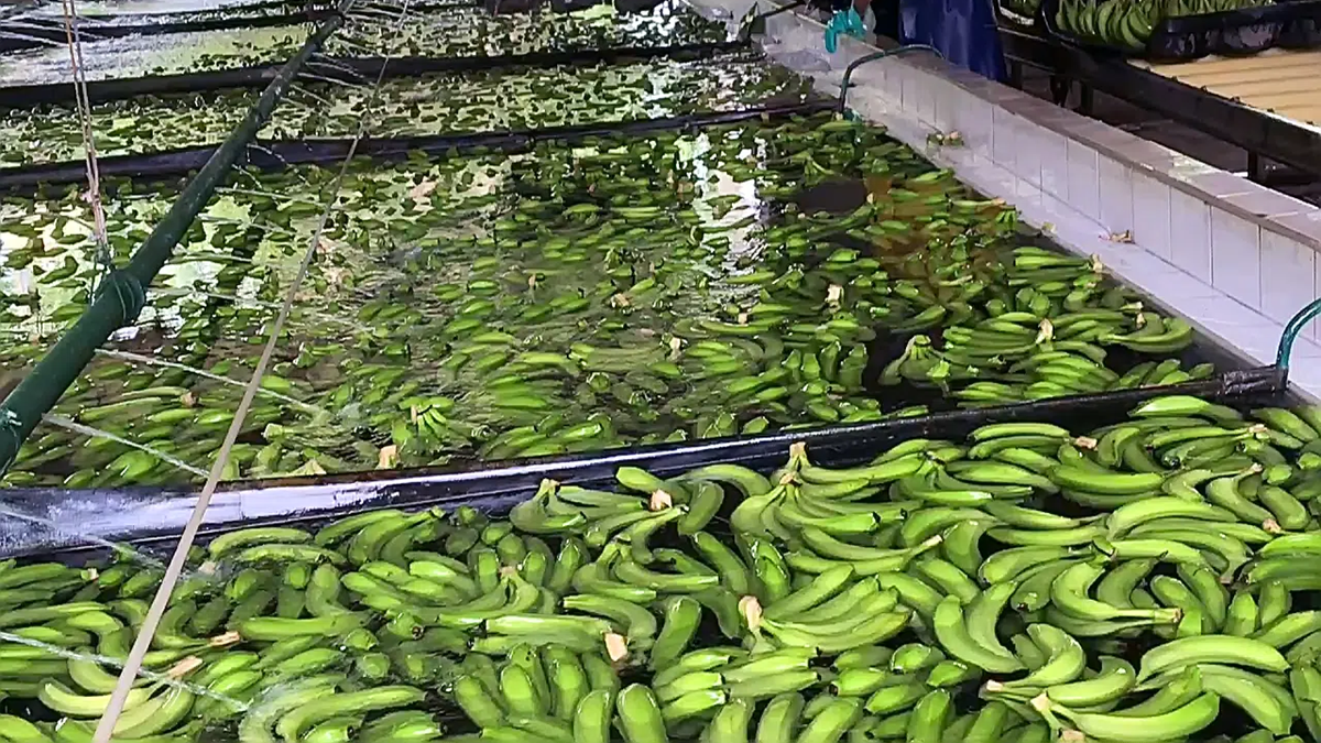 La innovación que está redefiniendo la higiene y la inocuidad en la industria alimentaria.png